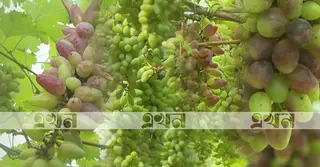 স্ট্রবেরি-ড্রাগনের পর এবার রাজশাহীতে হচ্ছে আঙুর চাষ